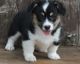 Pembroke Welsh Corgi Puppies for sale in Wilmore, KY 40390, USA. price: $600