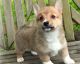 Pembroke Welsh Corgi Puppies for sale in Fort Worth, TX, USA. price: NA