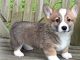 Pembroke Welsh Corgi Puppies for sale in Thorp, WI 54771, USA. price: $500