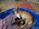 Pembroke Welsh Corgi Puppies for sale in 1305 Wildcat Dr, Portland, TX 78374, USA. price: NA