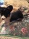 Pembroke Welsh Corgi Puppies for sale in Tupelo, MS, USA. price: NA