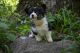 Pembroke Welsh Corgi Puppies