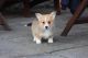 Pembroke Welsh Corgi Puppies for sale in Mountain View, CA, USA. price: NA