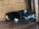Pembroke Welsh Corgi Puppies for sale in Louisville, OH 44641, USA. price: $900
