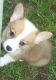 Pembroke Welsh Corgi Puppies for sale in Charlotte, NC, USA. price: NA