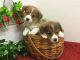 Pembroke Welsh Corgi Puppies for sale in West Palm Beach, FL, USA. price: NA