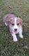 Pembroke Welsh Corgi Puppies for sale in Baytown, TX, USA. price: $1,000