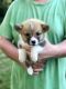 Pembroke Welsh Corgi Puppies for sale in Cut Off, LA 70345, USA. price: $400