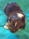 Pembroke Welsh Corgi Puppies for sale in Marana, AZ, USA. price: $600