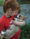 Pembroke Welsh Corgi Puppies for sale in Austin, TX 78741, USA. price: NA