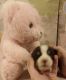 Pembroke Welsh Corgi Puppies for sale in Chariton, IA 50049, USA. price: $1,250