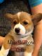 Pembroke Welsh Corgi Puppies for sale in Roberts, MT 59070, USA. price: NA