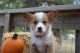 Pembroke Welsh Corgi Puppies for sale in Granite Shoals, TX 78654, USA. price: NA