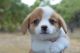 Pembroke Welsh Corgi Puppies for sale in Granite Shoals, TX 78654, USA. price: NA