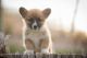 Pembroke Welsh Corgi Puppies for sale in Bruneau, ID 83604, USA. price: $1,200