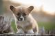 Pembroke Welsh Corgi Puppies for sale in Bruneau, ID 83604, USA. price: $1,500
