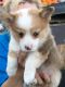 Pembroke Welsh Corgi Puppies for sale in Nebraska City, NE 68410, USA. price: $750