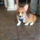 Pembroke Welsh Corgi Puppies for sale in Oxford, MS, USA. price: $600