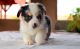 Pembroke Welsh Corgi Puppies for sale in Jersey City, NJ, USA. price: NA