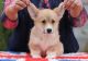 Pembroke Welsh Corgi Puppies for sale in California City, CA, USA. price: $2,800