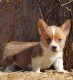 Pembroke Welsh Corgi Puppies for sale in Marana, AZ, USA. price: $1,000