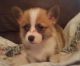 Pembroke Welsh Corgi Puppies for sale in New York, NY, USA. price: $500