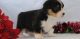 Pembroke Welsh Corgi Puppies for sale in Reno, NV, USA. price: $450