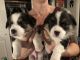 Pembroke Welsh Corgi Puppies for sale in Reno, NV, USA. price: $1,500
