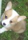 Pembroke Welsh Corgi Puppies for sale in Jersey City, NJ, USA. price: $500