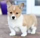Pembroke Welsh Corgi Puppies for sale in Raleigh, NC, USA. price: NA