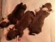Pembroke Welsh Corgi Puppies for sale in Wynot, NE 68792, USA. price: $900