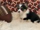 Pembroke Welsh Corgi Puppies for sale in Brooksville, FL 34601, USA. price: NA