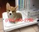 Pembroke Welsh Corgi Puppies for sale in Houston, TX, USA. price: NA