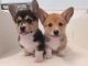 Pembroke Welsh Corgi Puppies for sale in Houston, TX, USA. price: $450