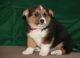 Pembroke Welsh Corgi Puppies for sale in Dallas, TX, USA. price: $450