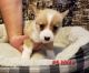 Pembroke Welsh Corgi Puppies for sale in Springfield, MO, USA. price: NA