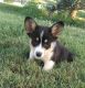 Pembroke Welsh Corgi Puppies for sale in Knoxville, TN, USA. price: $500