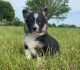 Pembroke Welsh Corgi Puppies for sale in Houston, TX, USA. price: $700