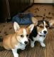 Pembroke Welsh Corgi Puppies for sale in St. Petersburg, FL, USA. price: NA