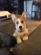 Pembroke Welsh Corgi Puppies for sale in Butler, IN 46721, USA. price: NA