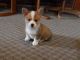 Pembroke Welsh Corgi Puppies for sale in Jackson, MS, USA. price: NA