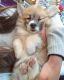 Pembroke Welsh Corgi Puppies for sale in Coarsegold, CA 93614, USA. price: $600