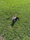Pembroke Welsh Corgi Puppies for sale in Tampa, FL, USA. price: NA