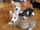 Pembroke Welsh Corgi Puppies for sale in Morristown, TN 37814, USA. price: $605