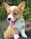 Pembroke Welsh Corgi Puppies for sale in Bland, MO 65014, USA. price: $700