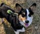 Pembroke Welsh Corgi Puppies for sale in Willow Park, TX, USA. price: NA