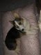 Pembroke Welsh Corgi Puppies for sale in Orlando, FL, USA. price: NA