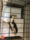 Pembroke Welsh Corgi Puppies for sale in Homestead, FL 33033, USA. price: NA