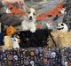 Pembroke Welsh Corgi Puppies for sale in Rowlett, TX, USA. price: $1,500