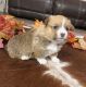 Pembroke Welsh Corgi Puppies for sale in Genoa, NE 68640, USA. price: $2,000